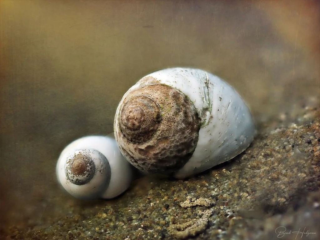 Rock pool with marine life